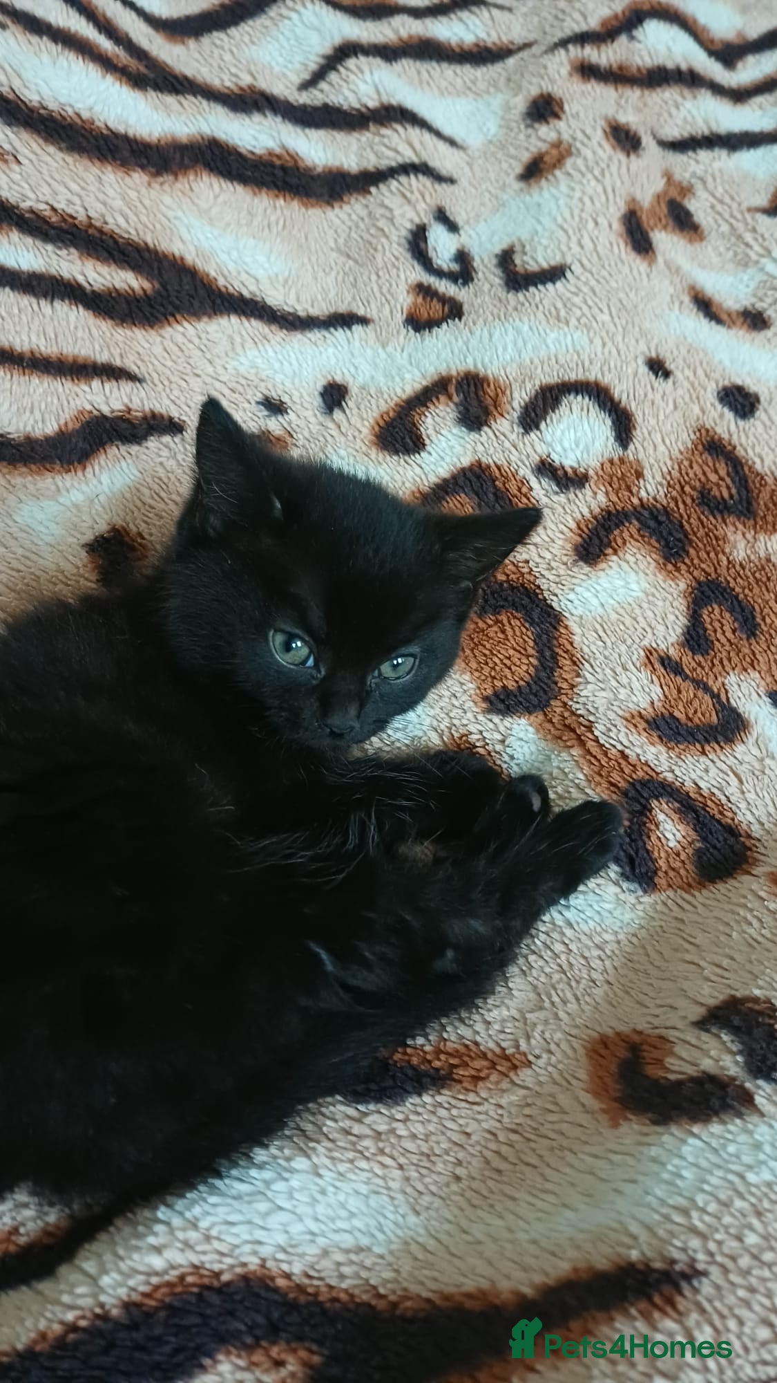 Mixed Breed cats Kittens - Advert 15