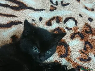 Mixed Breed cats Kittens - Advert 15