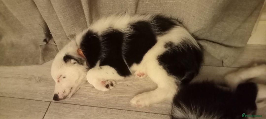 Border Collie dogs for sale: 1 x X male border collie pup left for sale - Advert 16