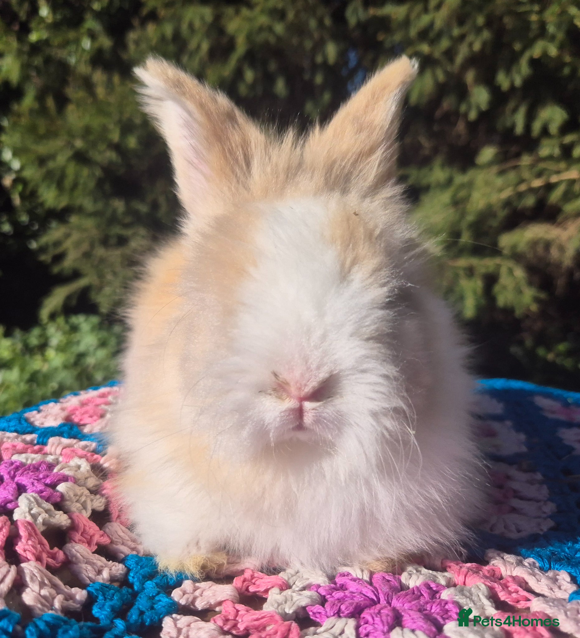 Angora rabbits 💙ANGORA BLUE EYED BOYS💙-PARENTS IMPORTED 🇫🇷  - Advert 3