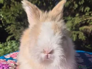 Angora rabbits 💙ANGORA BLUE EYED BOYS💙-PARENTS IMPORTED 🇫🇷 - Advert 3