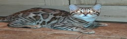 Bengal cats for sale: STUNNING GLITTER PELTED TICA REG BENGAL KITTENS - Advert 36