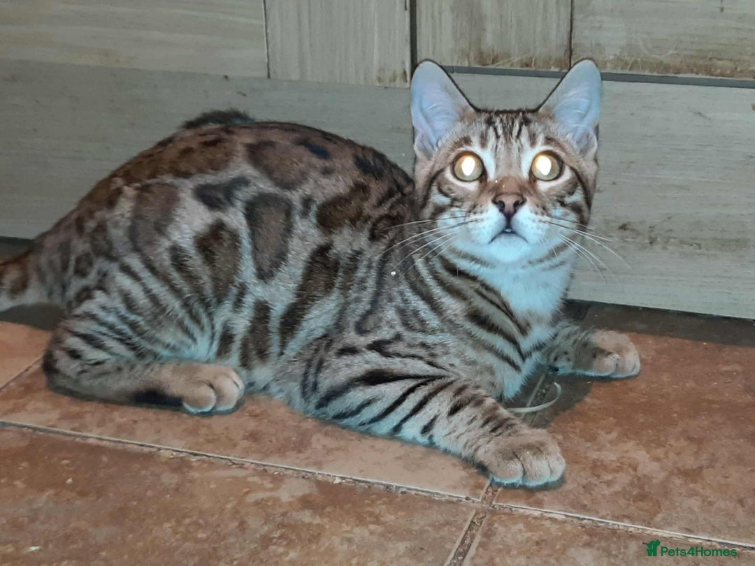Bengal cats for sale: STUNNING GLITTER PELTED TICA REG BENGAL KITTENS - Advert 36