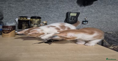 Mixed Breed cats - Advert 5