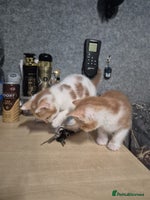 Mixed Breed cats - Advert 5