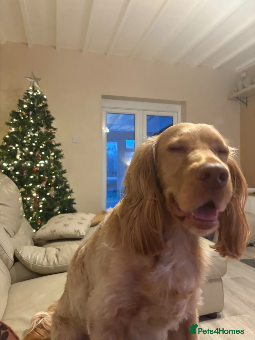 Cocker Spaniel dogs for sale: Rehoming our dog in Thornton-Cleveleys - Advert 2