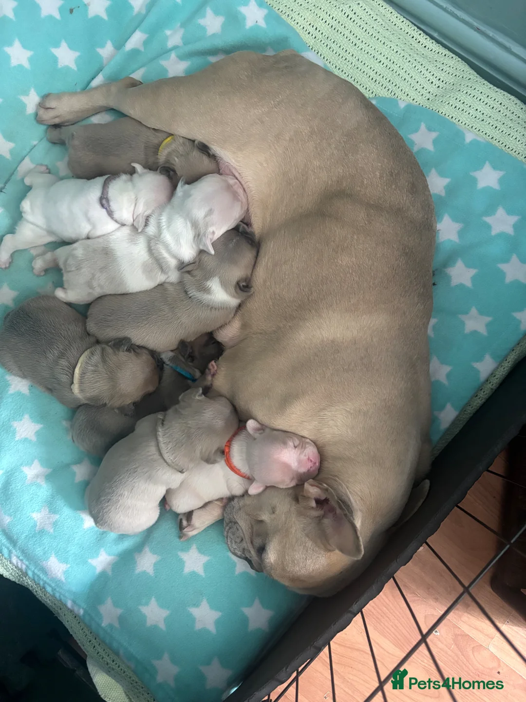 French Bulldog dogs for sale: Chunky French bulldogs  - Advert 1