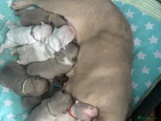 French Bulldog dogs Chunky French bulldogs - Advert 1