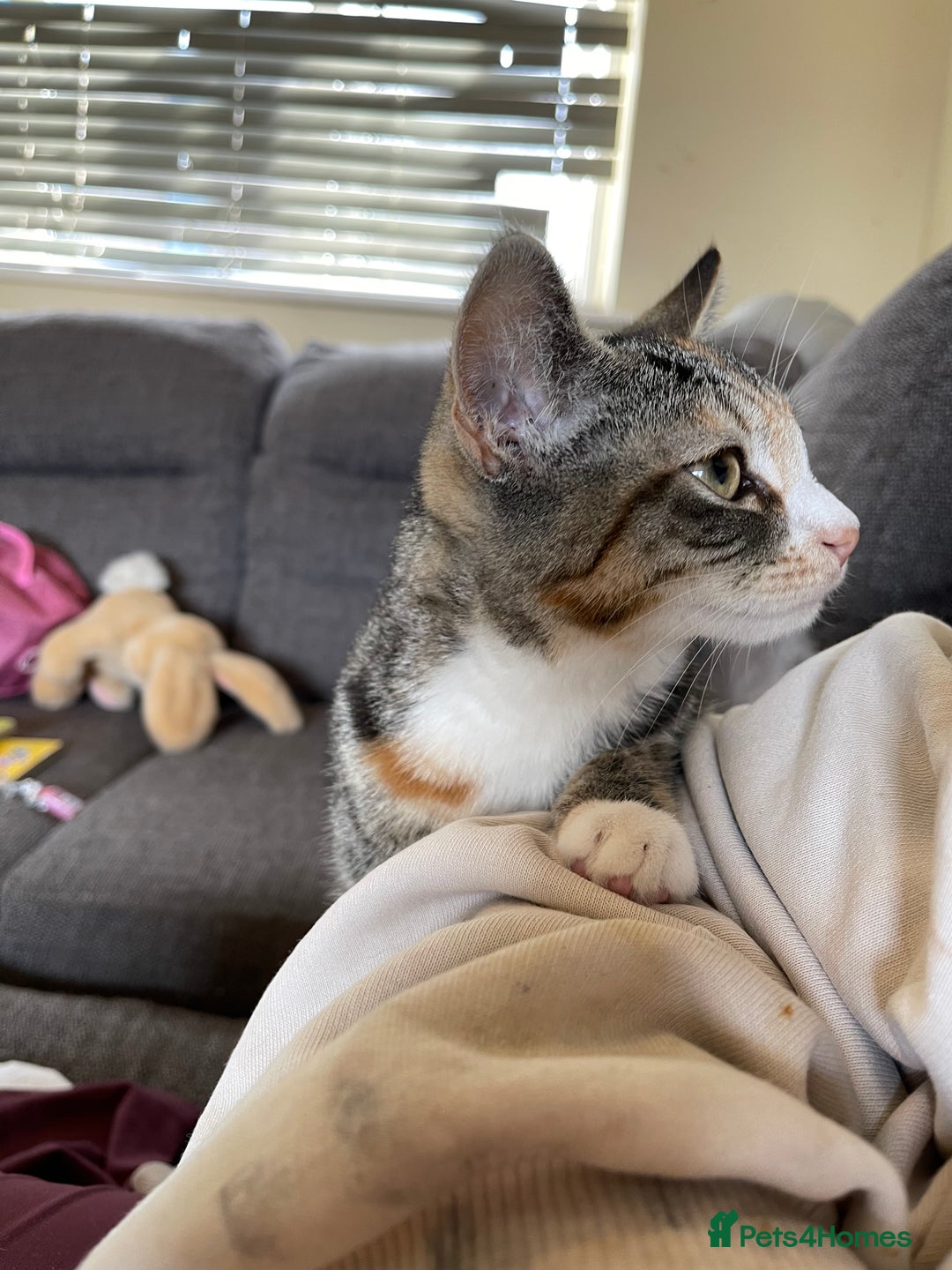 Domestic Shorthair cats for sale: Female Tabby and orange Kitten - Image 7