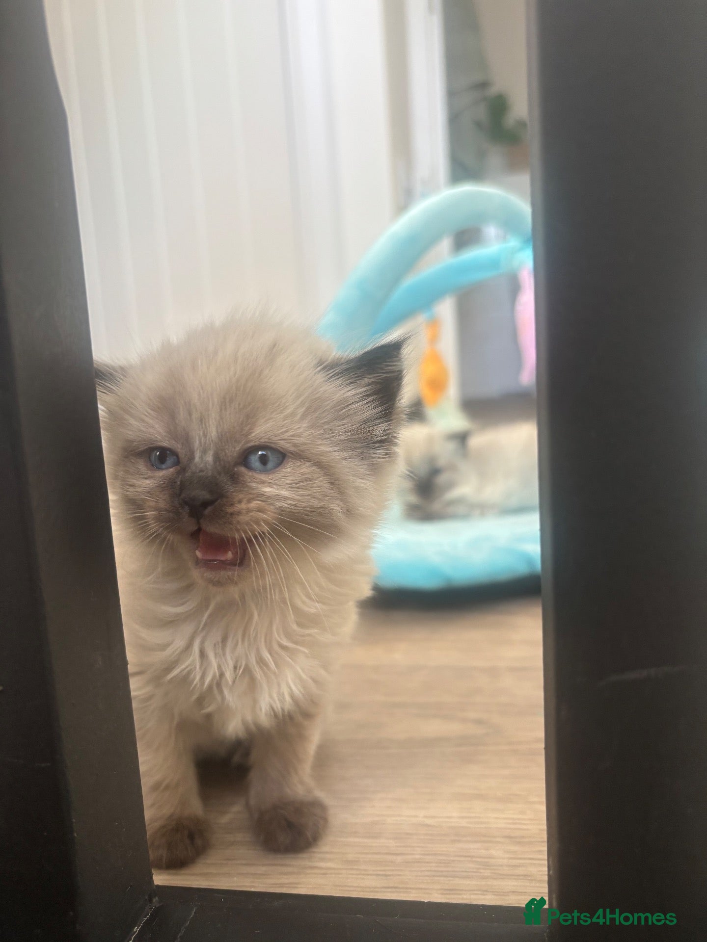 Mixed Breed cats Twin kittens - Advert 15