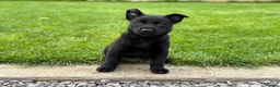 Belgian Shepherd Dog dogs for sale: EXCEPTIONAL WORKING LINE SHEPHERDS! - Advert 16