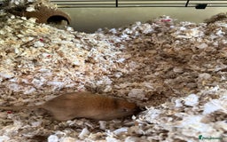 Gerbil rodents for sale: 4 males gerbils and set up  - Image 7
