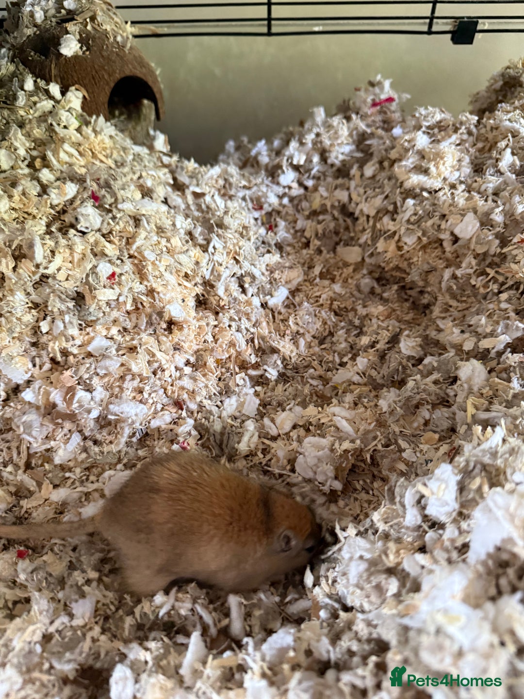 Gerbil rodents for sale: 4 males gerbils and set up  - Image 7