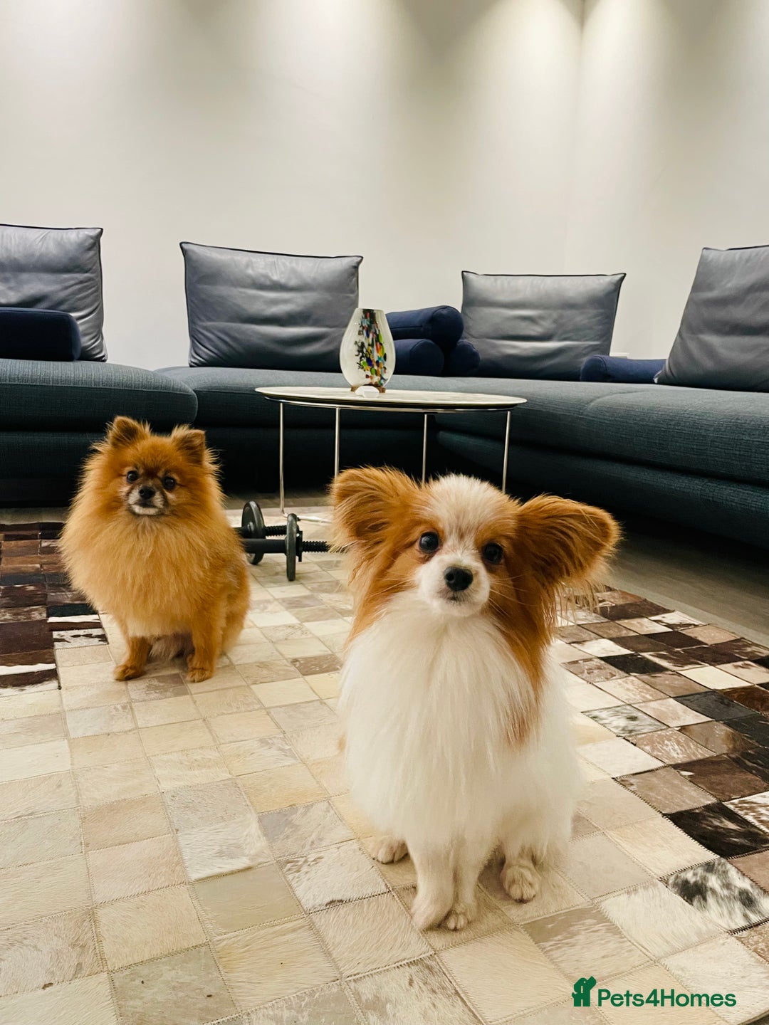 Pomeranian dogs for stud: Pomeranian and papillon boys ready for stud  in Camberley - Image 6