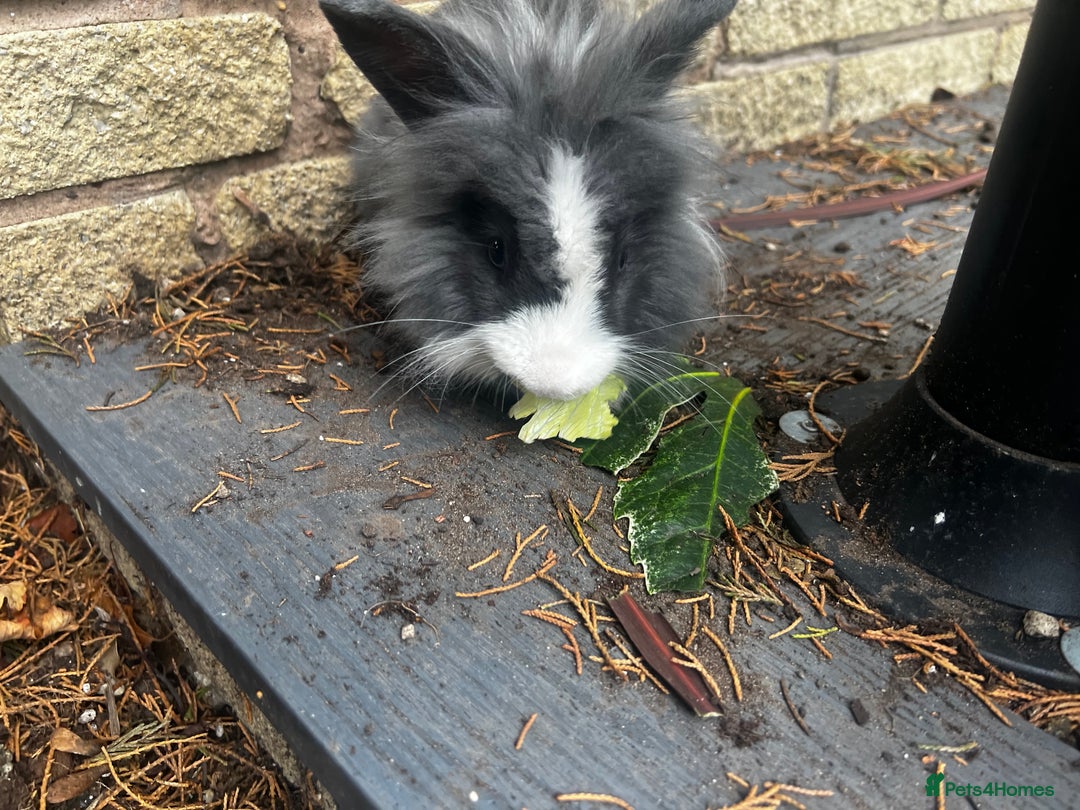 Lionhead rabbits for sale: Gorgeous Lionhead Rabbits Looking for Loving Homes - Image 13