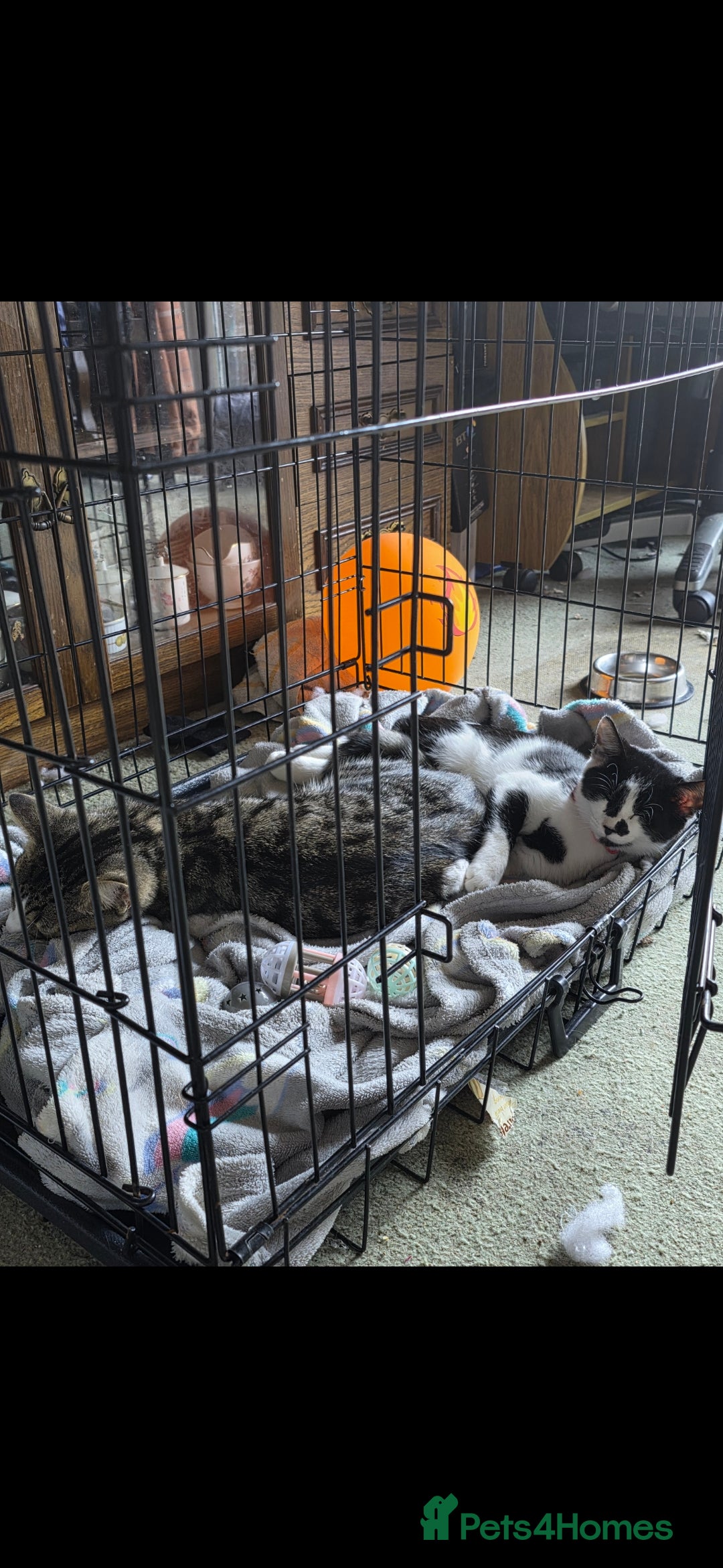 Mixed Breed cats for sale: 2 cats - Advert 1