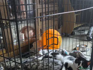 Mixed Breed cats 2 cats - Advert 8