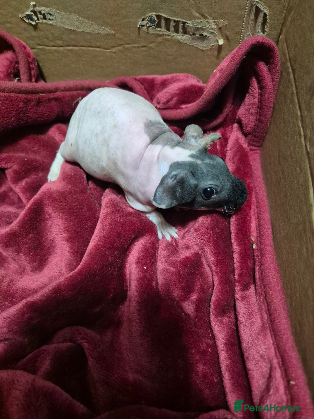 Guinea Pig rodents for sale: Baby Male Skinny Pigs For Sale  - Advert 12