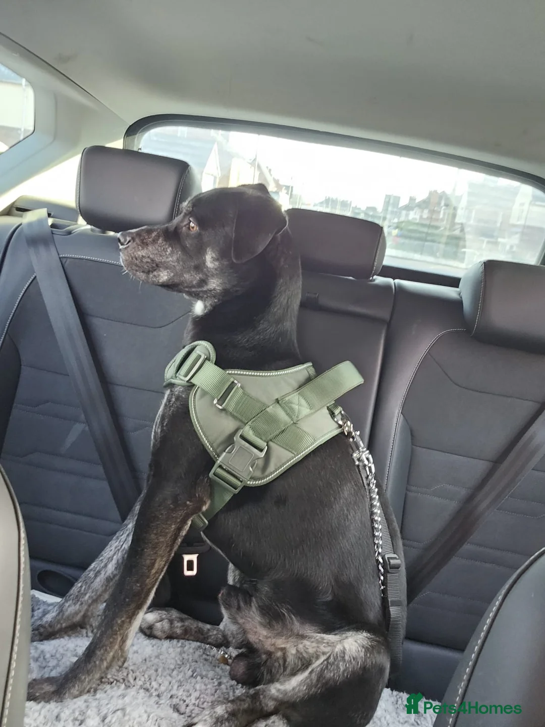 Mixed Breed dogs for sale: Spike 13 months old - Advert 7