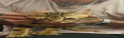 Bengal cats for sale: Adorable bengal kittens - marble bengal   in London - Advert 17