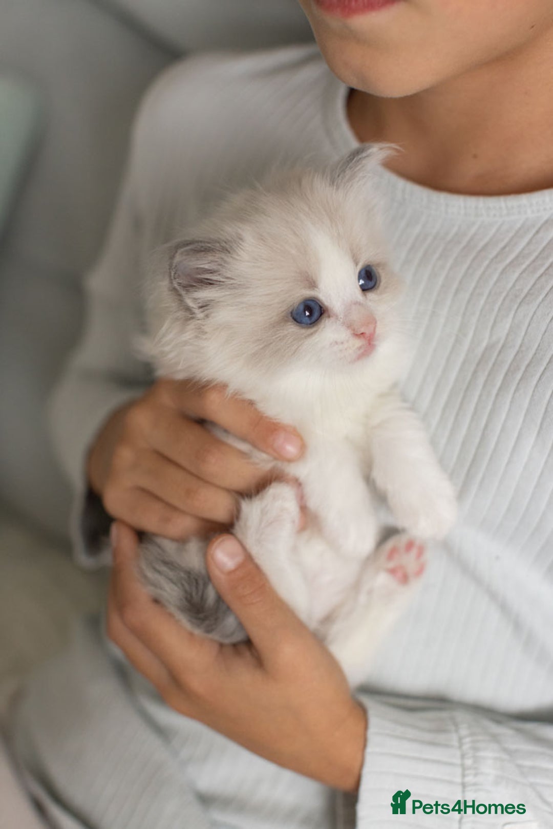 Ragdoll cats for sale: NEW LITTER of Blue BiColour And Lynx kittens - Image 2
