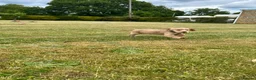 Cocker Spaniel dogs for sale: Gorgeous KC working type cocker spaniel puppies  - Advert 17