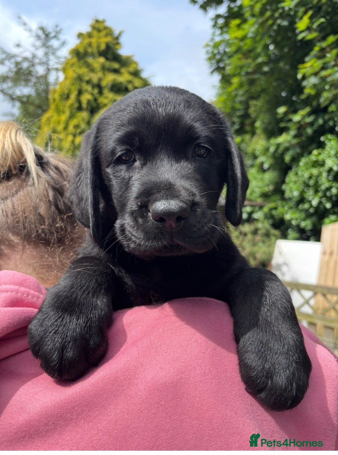 Labrador Retriever dogs Stunning Black & Yellow Show Pups - Advert 2