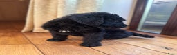 Mixed Breed dogs for sale: Ready now - F1 Irish Wolfadoodle - Advert 4