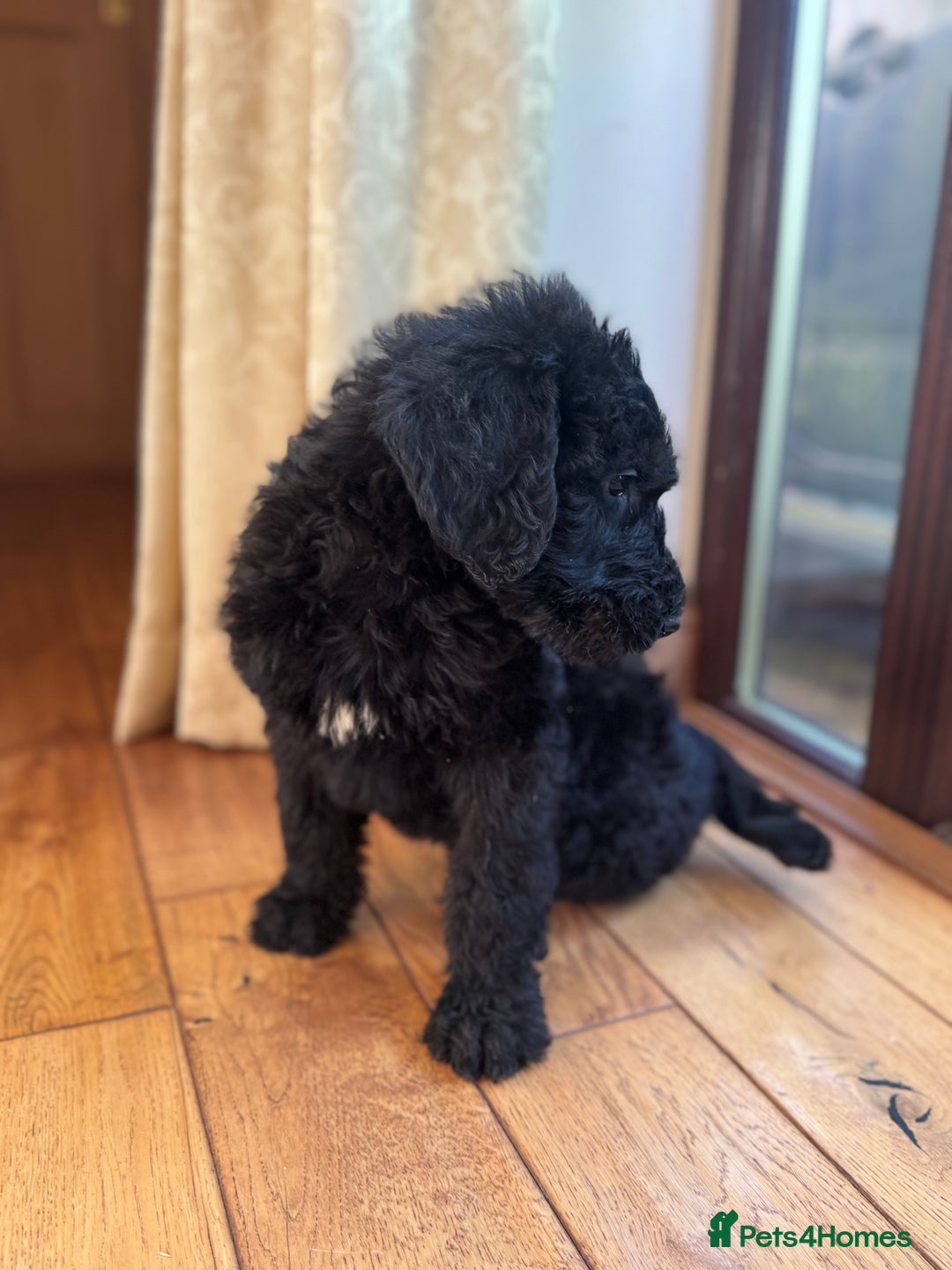Mixed Breed dogs for sale: Ready now - F1 Irish Wolfadoodle - Advert 3