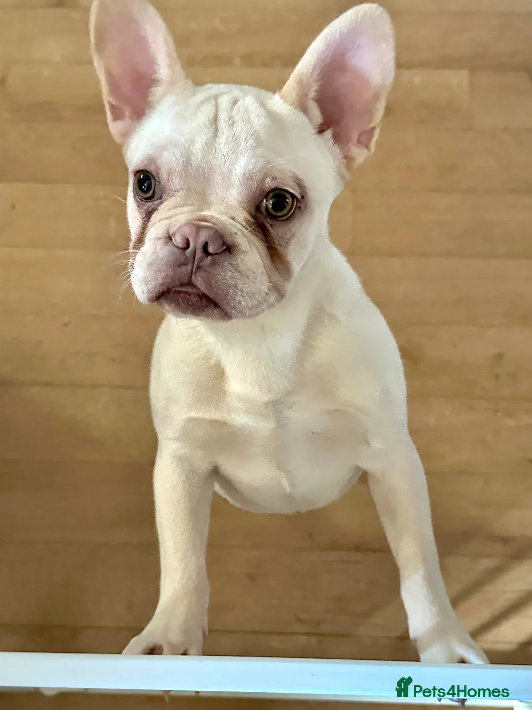 Gallery Image {{count}}