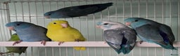 Mixed Breed birds for sale: Stunning Baby Parrotlets available now!!! - Advert 8