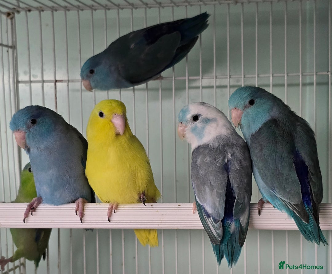 Mixed Breed birds for sale: Stunning Baby Parrotlets available now!!! - Advert 8