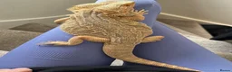 Bearded Dragon reptiles for sale: Bearded dragon with full set up  - Advert 2