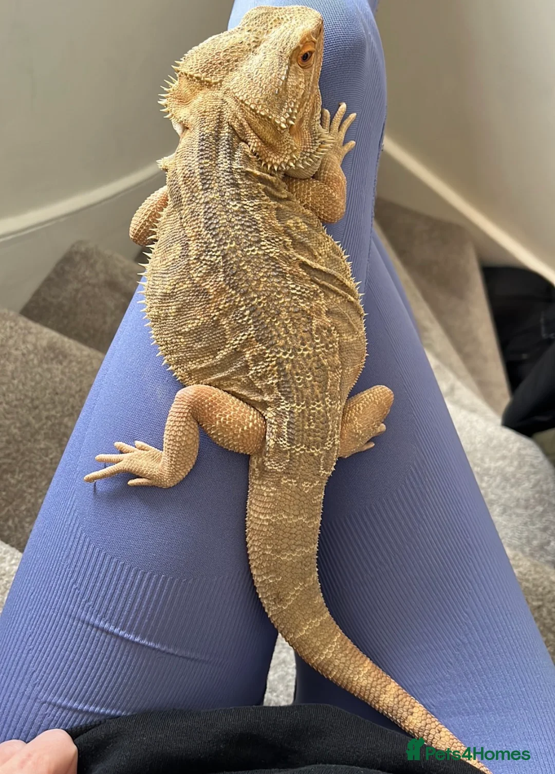 Bearded Dragon reptiles for sale: Bearded dragon with full set up  - Advert 2