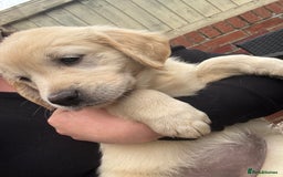 Golden Retriever dogs for sale: Golden retriever X Goldador puppies - Image 28