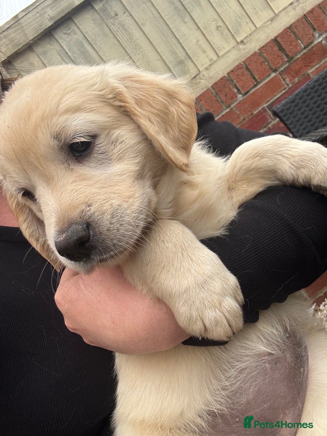 Golden Retriever dogs for sale: Golden retriever X Goldador puppies - Image 28