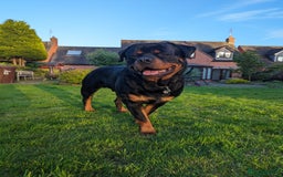 Rottweiler dogs for sale: Dexter, Rottweiler - Image 2