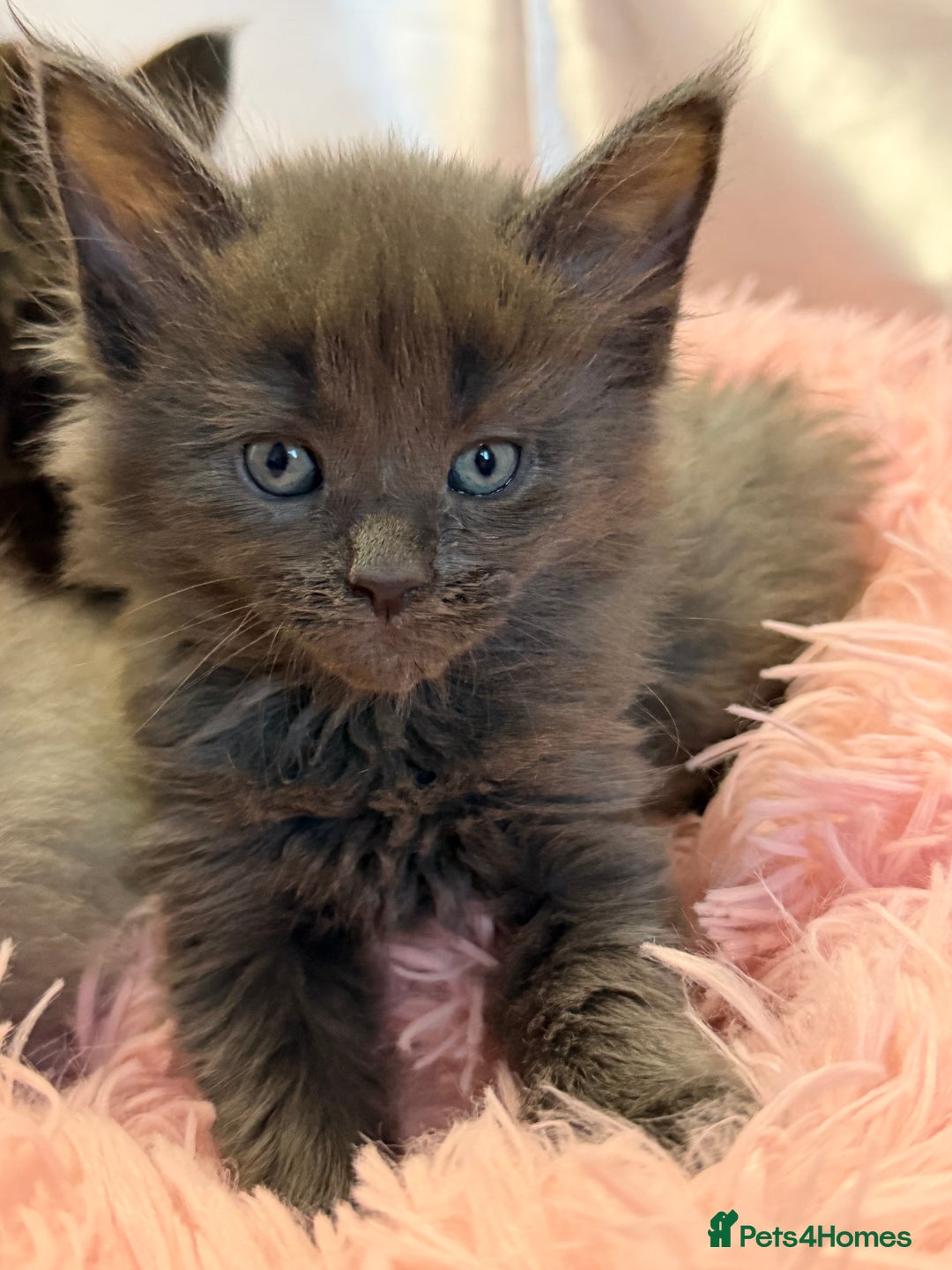 Maine Coon cats for sale: TICA REGISTERED MAINE COON KITTENS - Advert 18