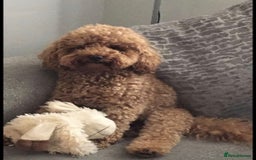 Cavapoo dogs for sale: Exquisit F1 Toy Cavapoos - Health tested Parent - Image 16