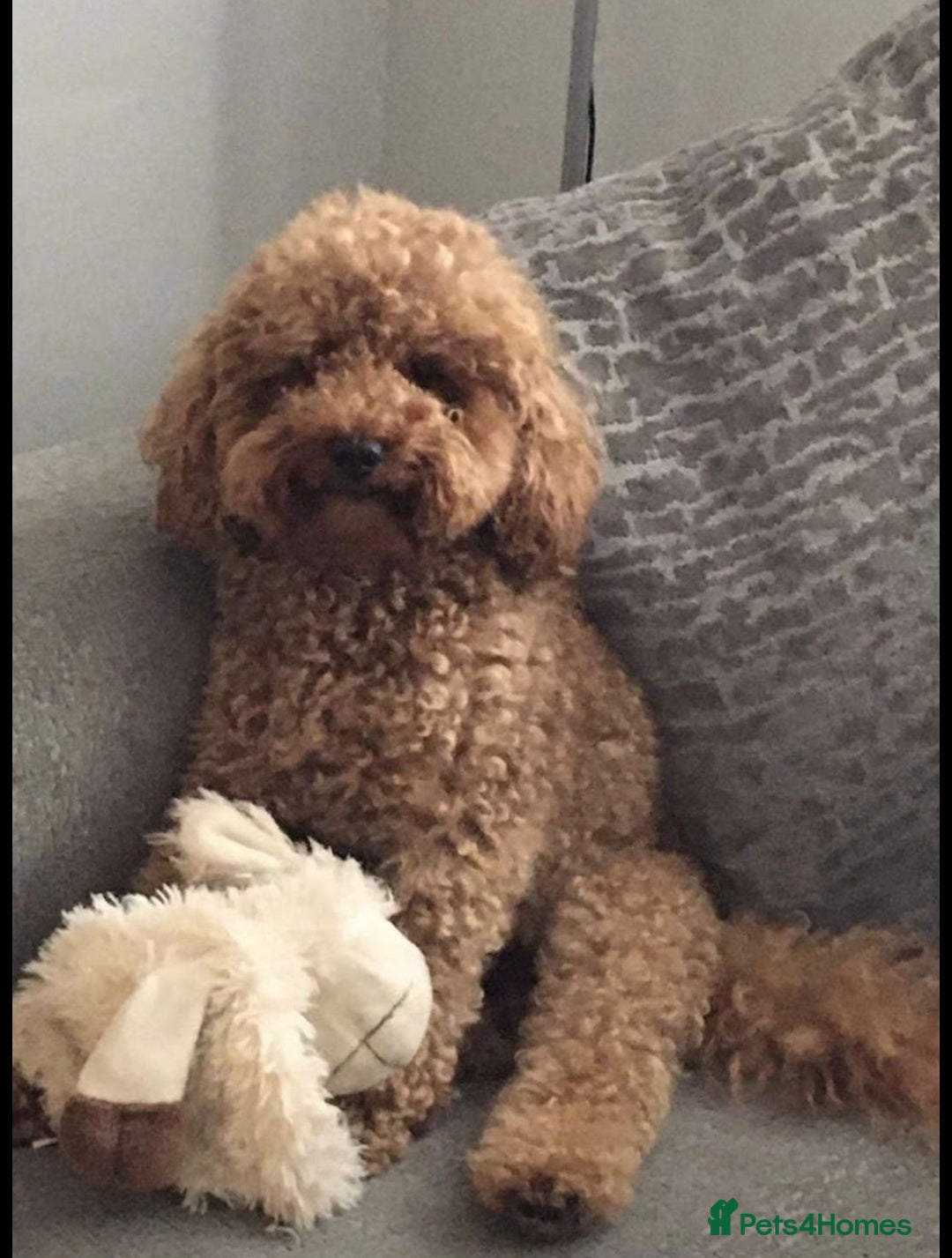 Cavapoo dogs for sale: Exquisit F1 Toy Cavapoos - Health tested Parent - Image 16