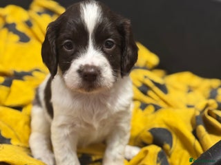 English Springer Spaniel dogs Springer spaniels for sale ONLY 1 GIRL LEFT!! - Advert 3
