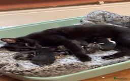 Mixed Breed cats for sale: Kittens Available for Adoption - Ready in Sept - Image 7