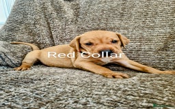 Hungarian Vizsla dogs for sale: Hungarian Vizsla x Fox Red Labrador Puppies - Image 6