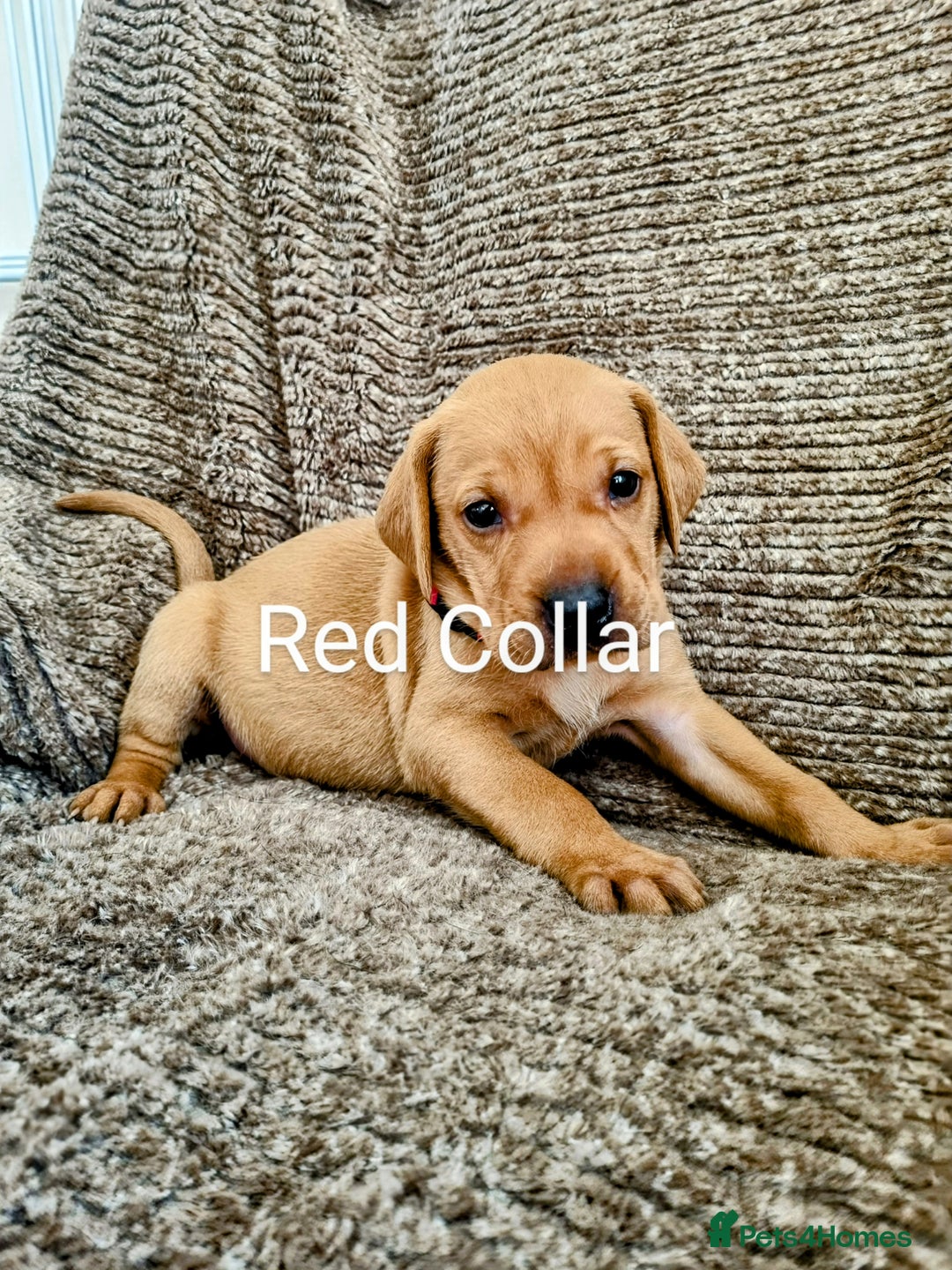 Hungarian Vizsla dogs for sale: Hungarian Vizsla x Fox Red Labrador Puppies - Image 6