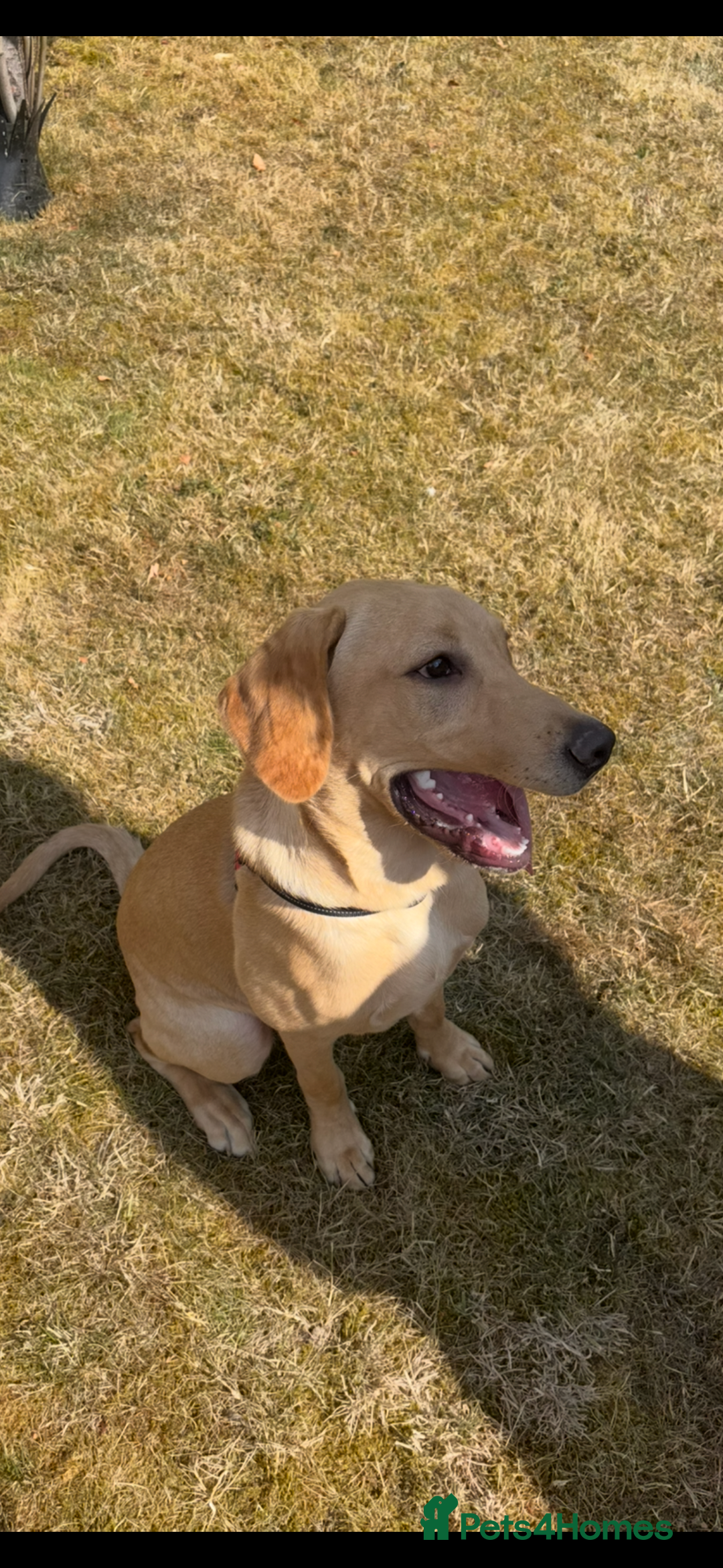 Labrador Retriever dogs for sale: Trigger  - Image 3