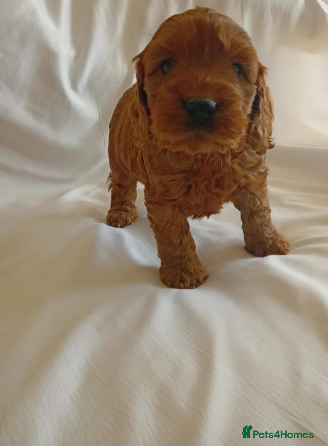 Cavapoo dogs for sale: F1 Cavapoo puppies  in London - Advert 2
