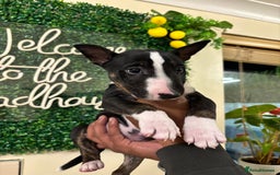 English Bull Terrier dogs for sale: Champion line bull terriers  - Image 1