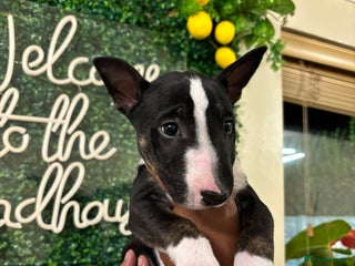 English Bull Terrier dogs - Advert 3