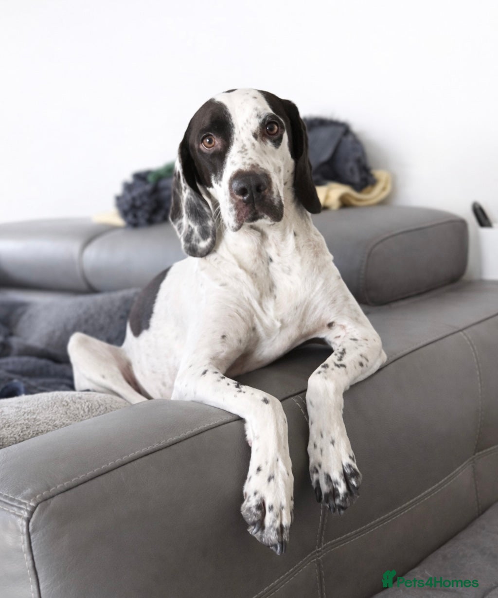 Pointer dogs ❤️🐾 Nitsa is ready to keep moving forward 🐾 - Advert 1