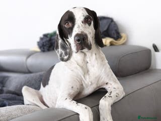 Pointer dogs ❤️🐾 Nitsa is ready to keep moving forward 🐾 - Advert 4